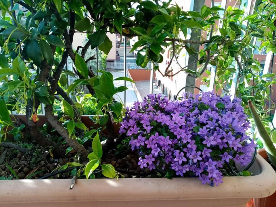 Appartamento Con Terrazzo A 고르곤촐라 외부 사진